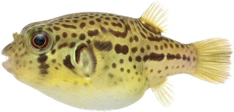 Dwarf Puffer (Carinotetraodon travancoricus)