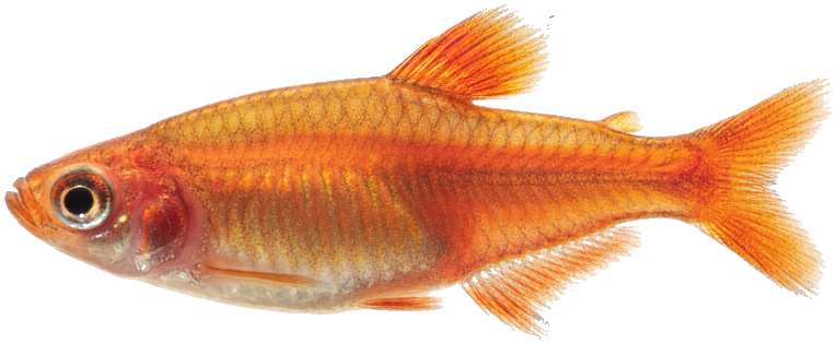 Ember Tetra