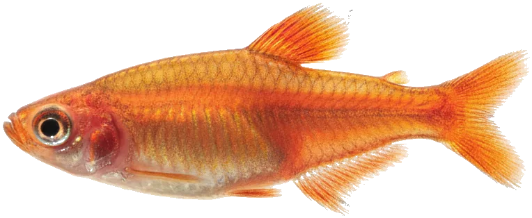 Ember Tetra (Hyphessobrycon amandae)
