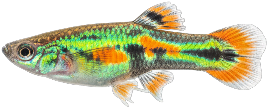 Endler's Livebearer