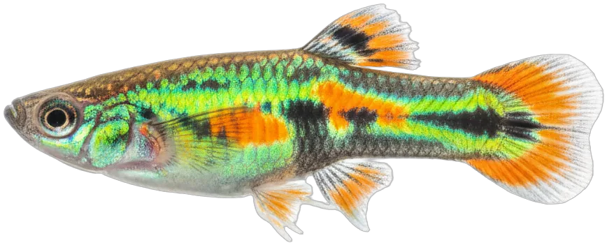 Endler's Livebearer (Poecilia wingei)