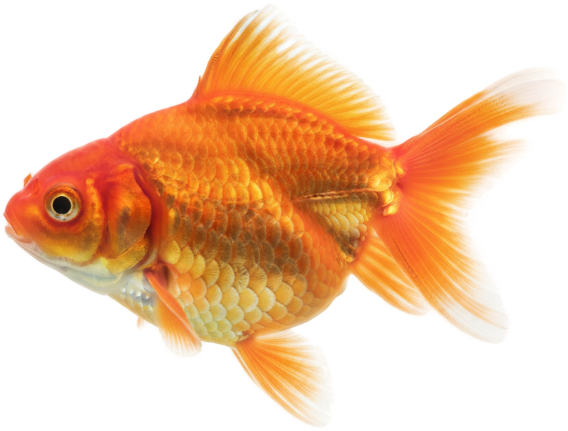 Fancy Goldfish