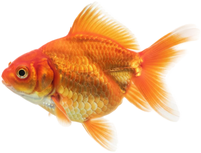 Fancy Goldfish (Carassius auratus (fancy varieties))