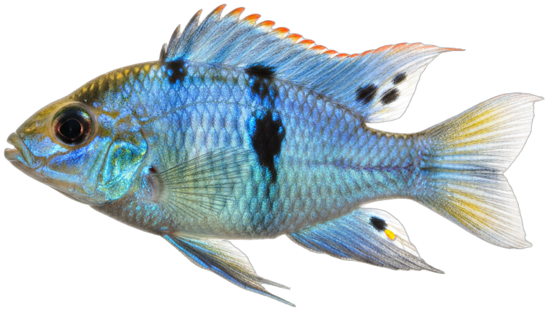German Blue Ram