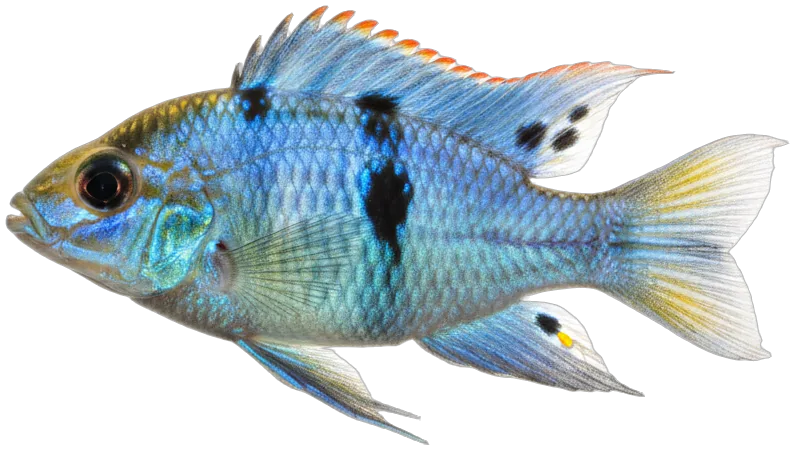 German Blue Ram (Mikrogeophagus ramirezi)