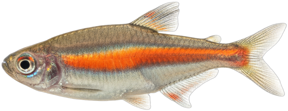 Glowlight Tetra