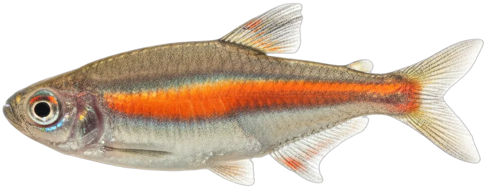 Glowlight Tetra (Hemigrammus erythrozonus)