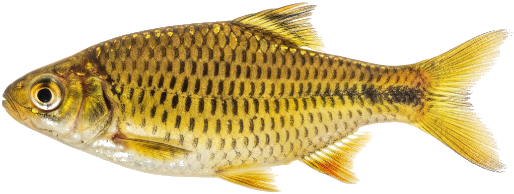 Gold Barb