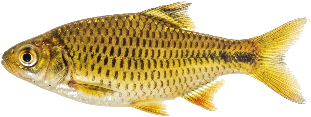 Gold Barb (Barbodes semifasciolatus)