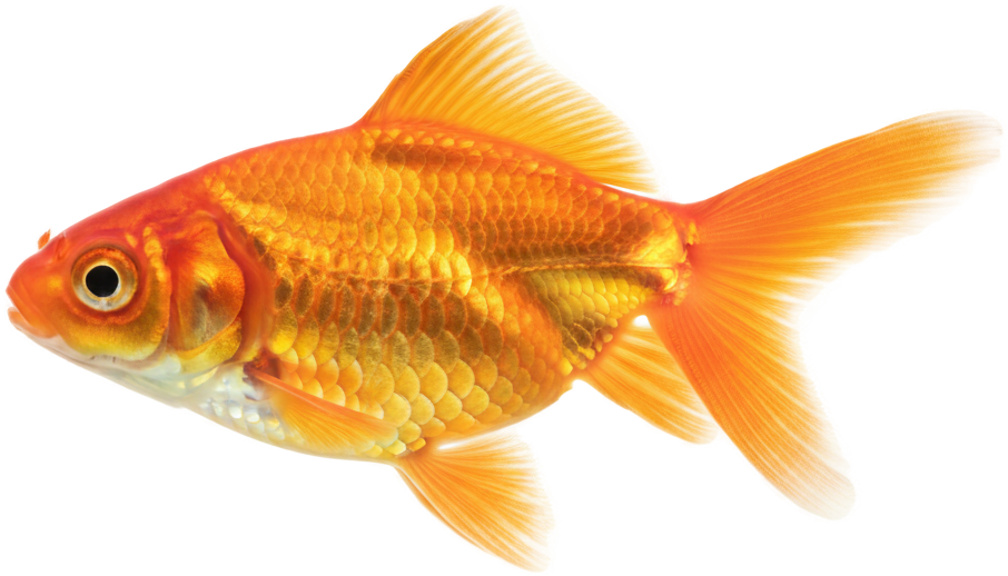 Goldfish