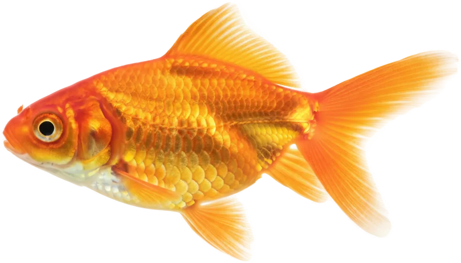 Goldfish (Carassius auratus)