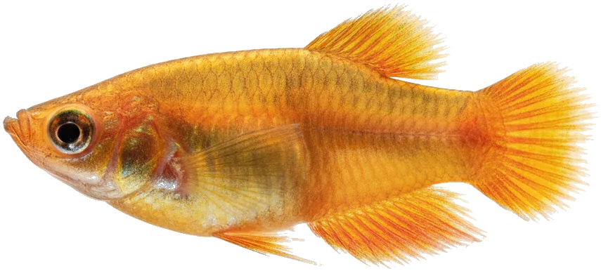 Honey Gourami (Trichogaster chuna)
