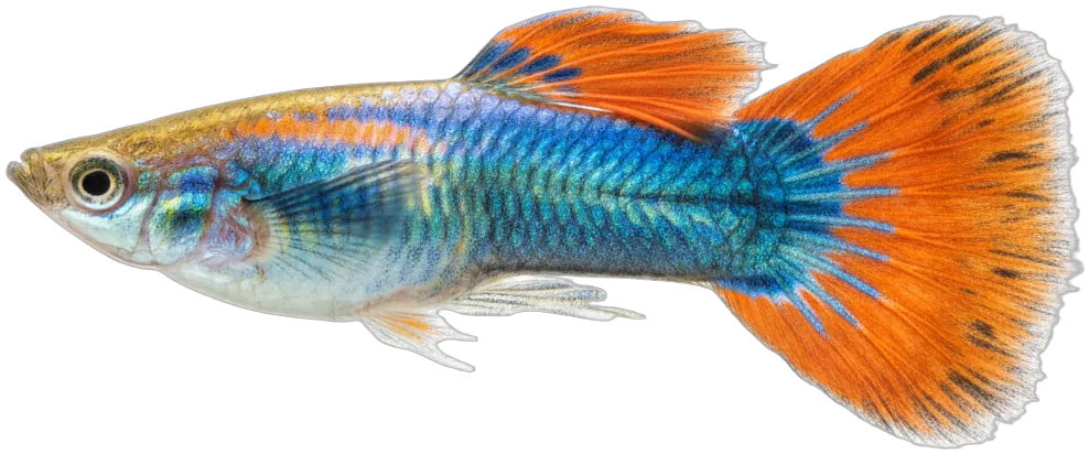 Fancy Guppy