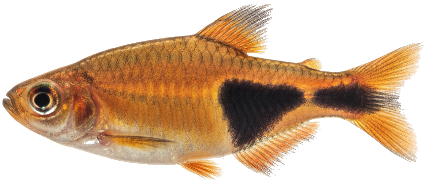 Harlequin Rasbora
