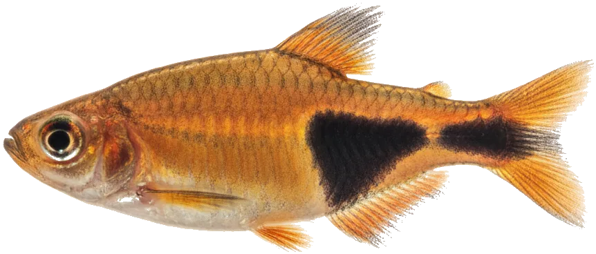Harlequin Rasbora (Trigonostigma heteromorpha)