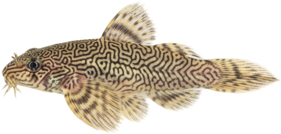Hillstream Loach