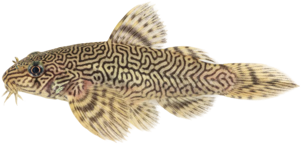 Hillstream Loach (Sewellia lineolata)