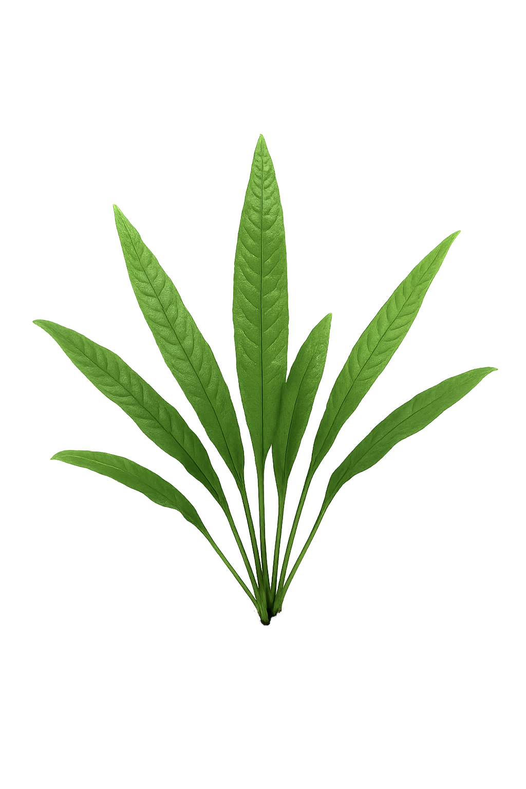Java Fern (Microsorum pteropus)