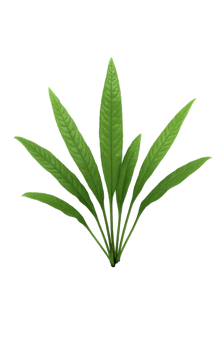 Java Fern