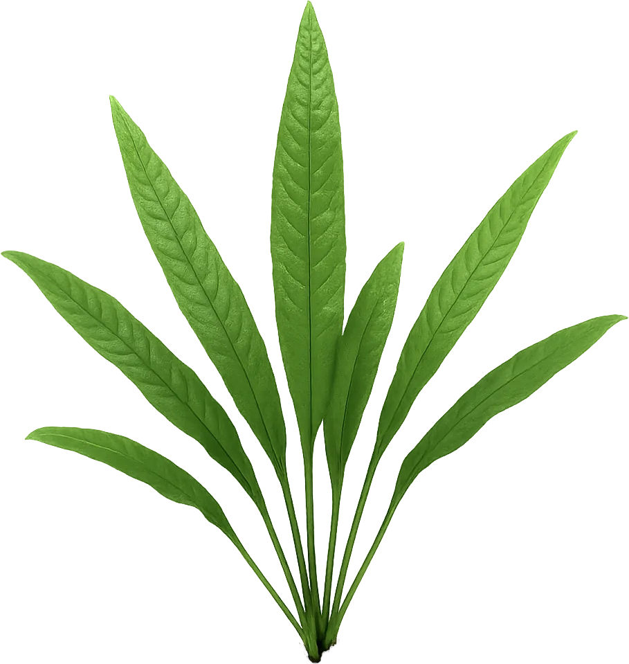 Java Fern (Microsorum pteropus)