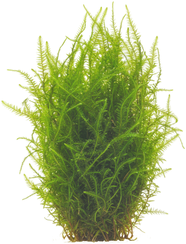 Java Moss