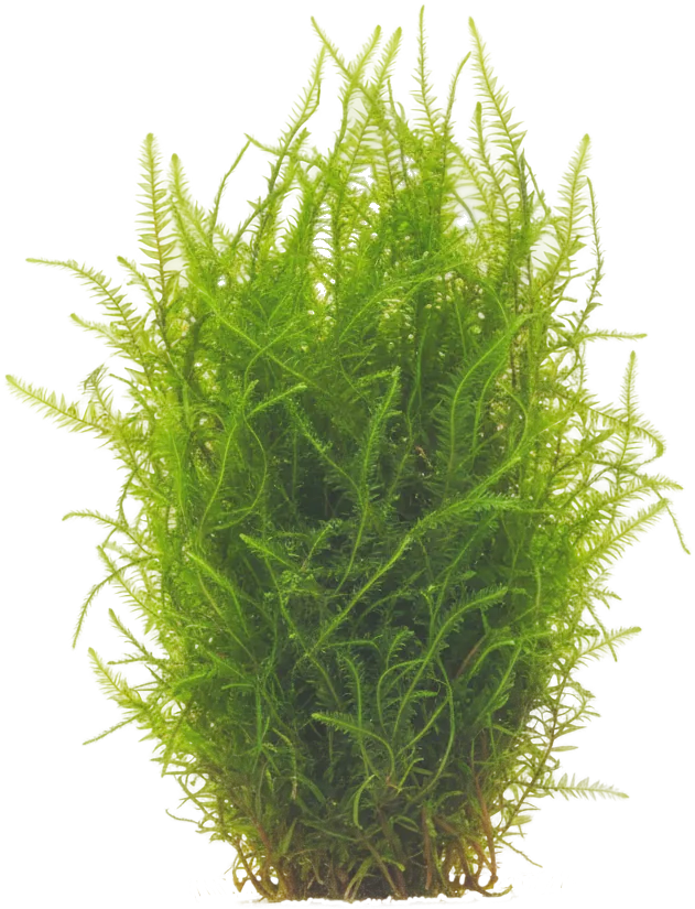 Java Moss (Taxiphyllum barbieri)
