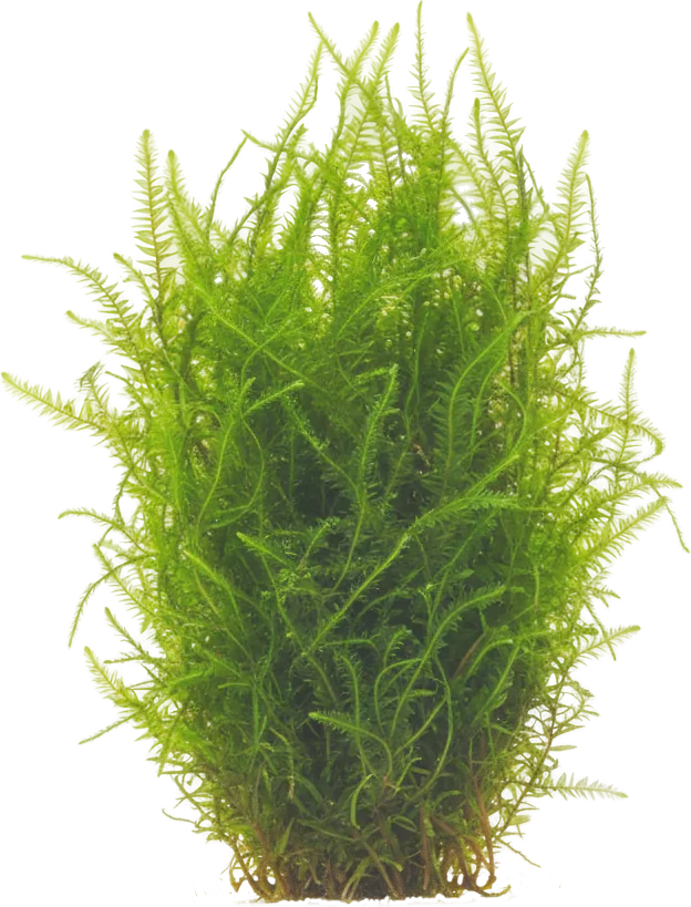 Java Moss (Taxiphyllum barbieri)