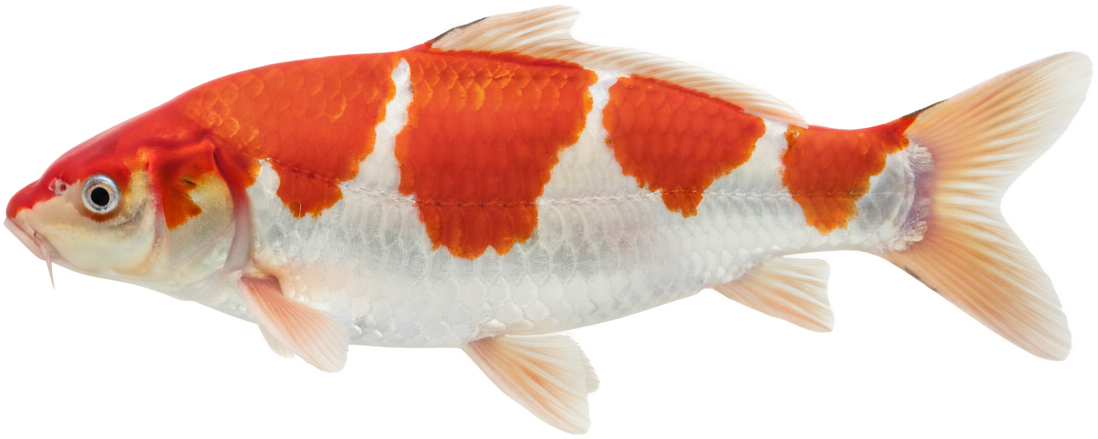 Koi