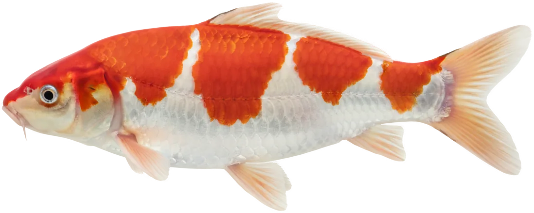 Koi (Cyprinus rubrofuscus (koi))