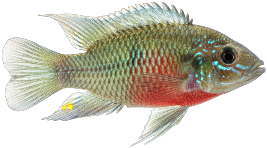 Kribensis