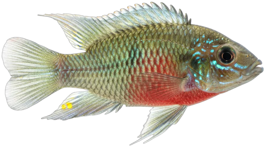 Kribensis (Pelvicachromis pulcher)