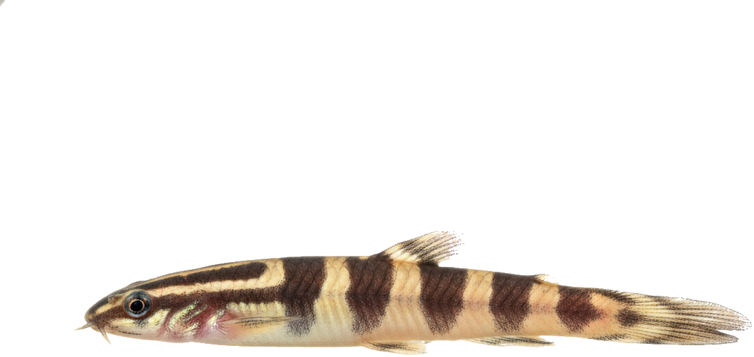 Kuhli Loach