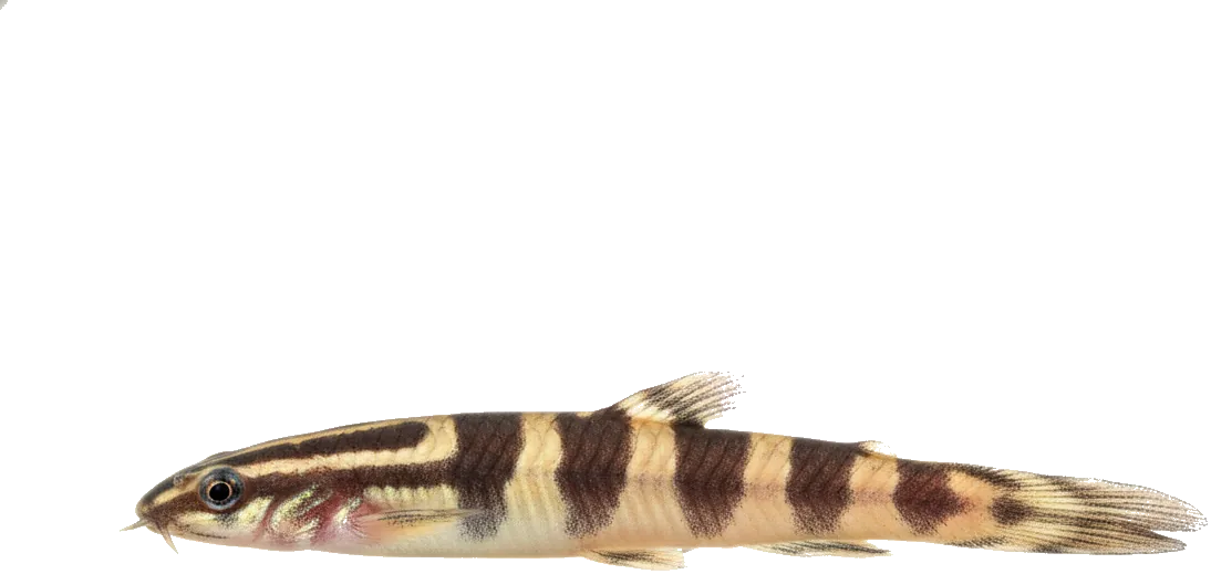 Kuhli Loach (Pangio kuhlii)