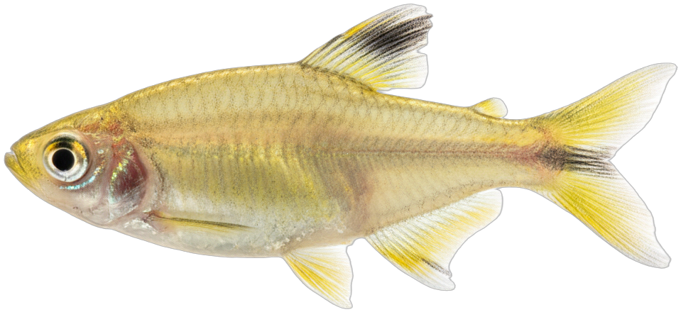 Lemon Tetra