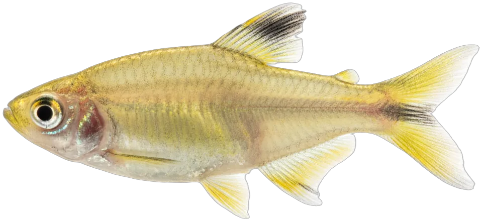 Lemon Tetra (Hyphessobrycon pulchripinnis)