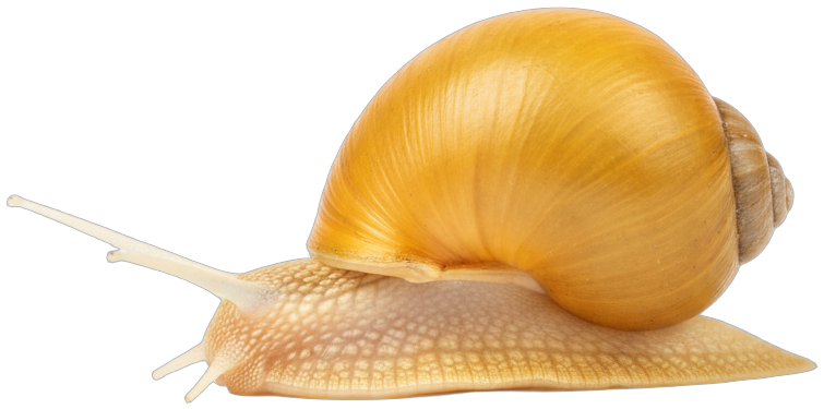 Mystery Snail