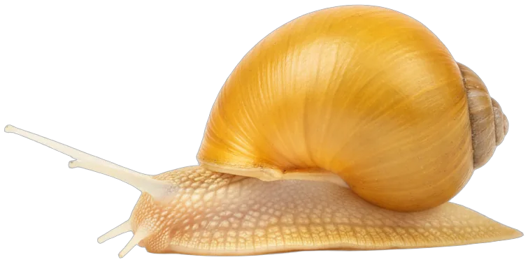 Mystery Snail (Pomacea bridgesii)
