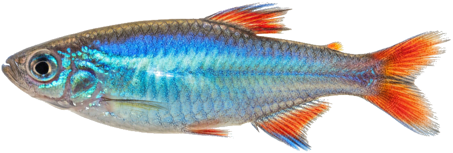 Neon Dwarf Rainbowfish