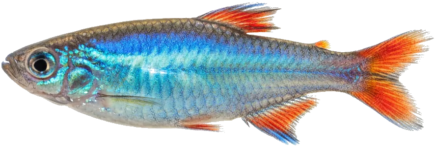 Neon Dwarf Rainbowfish (Melanotaenia praecox)