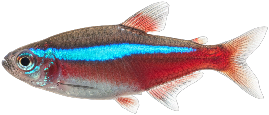 Neon Tetra