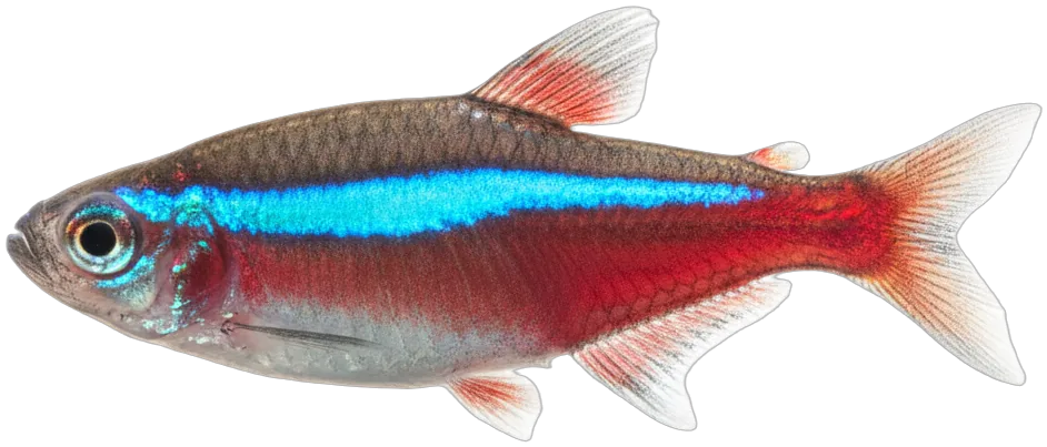Neon Tetra