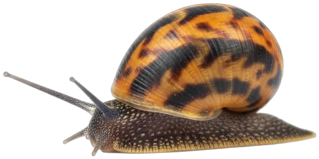 Nerite Snail (Neritina natalensis)