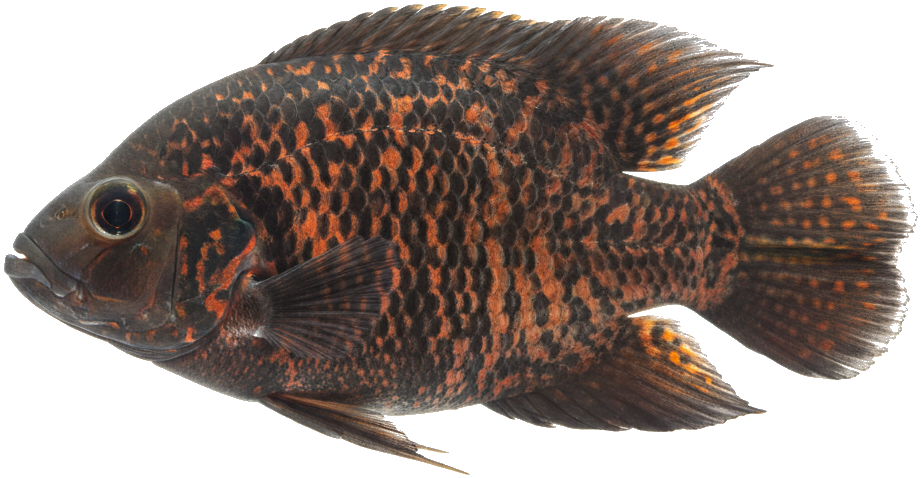 Oscar