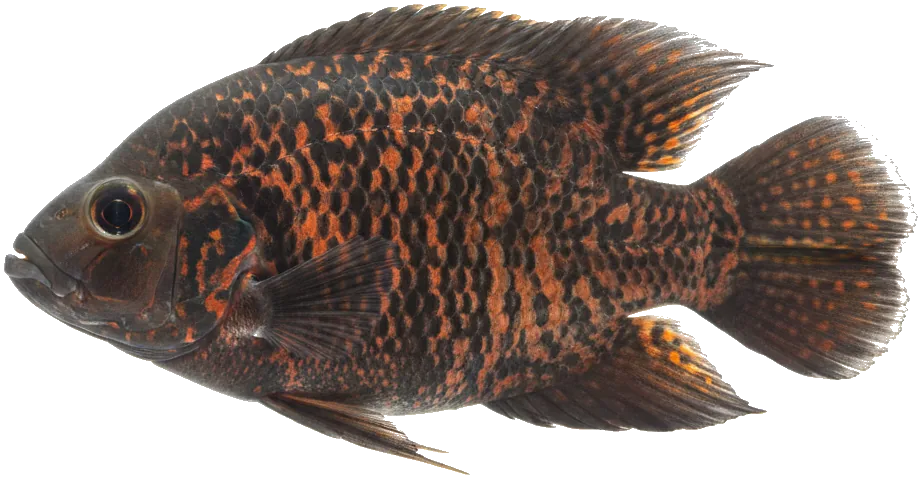 Oscar (Astronotus ocellatus)