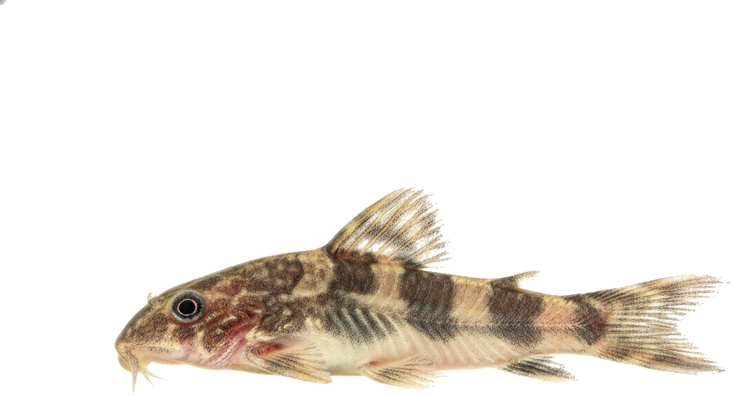 Otocinclus Catfish