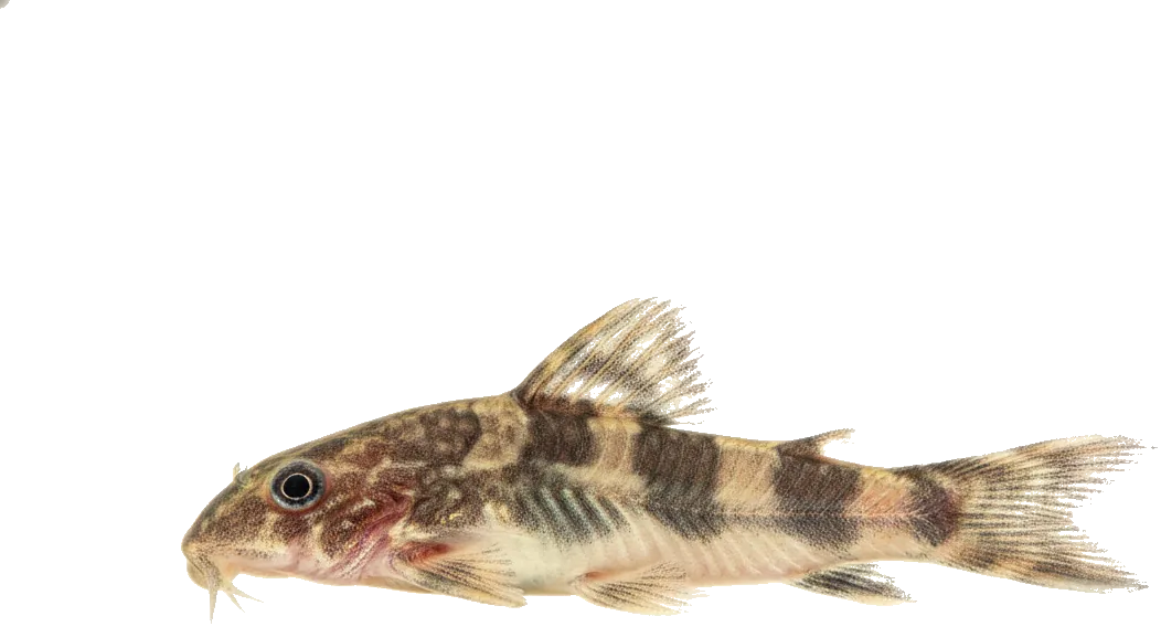 Otocinclus Catfish (Otocinclus vittatus)