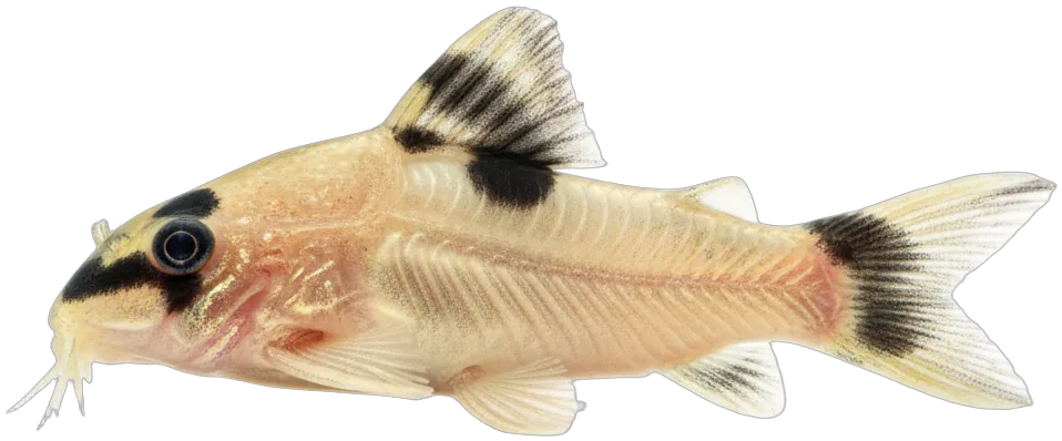 Panda Corydoras (Corydoras panda)