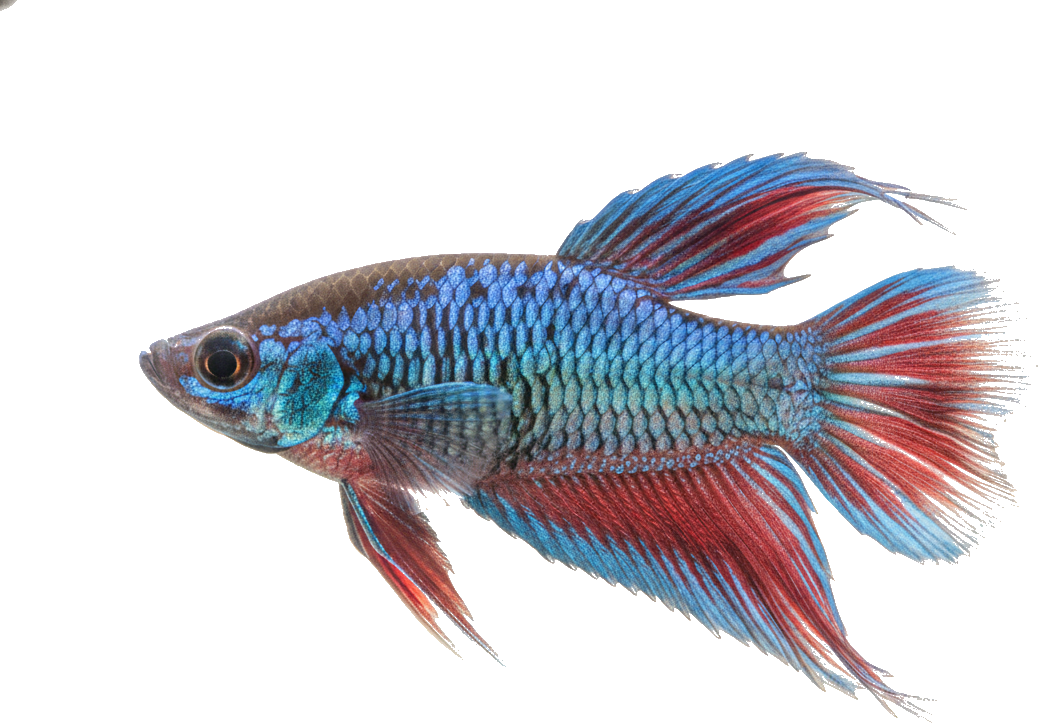 Paradise Fish