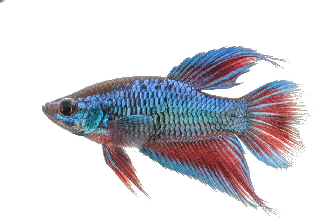 Paradise Fish (Macropodus opercularis)