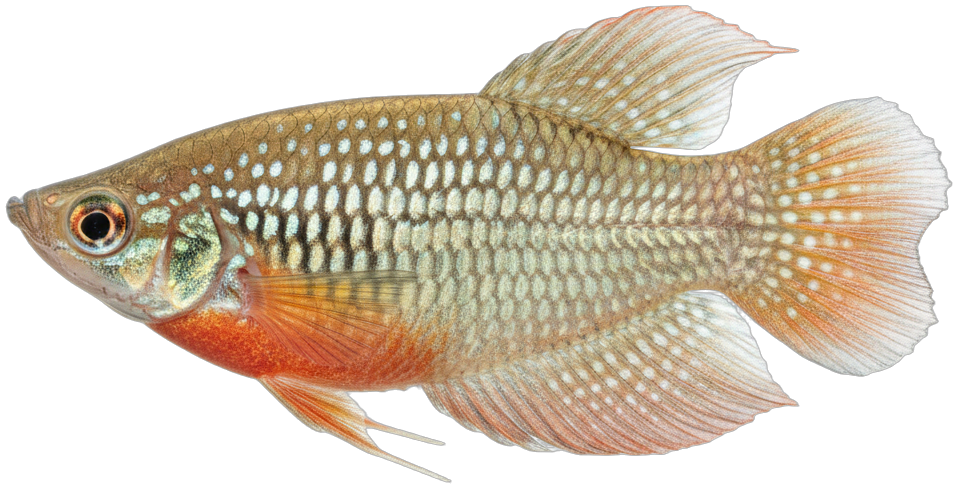 Pearl Gourami